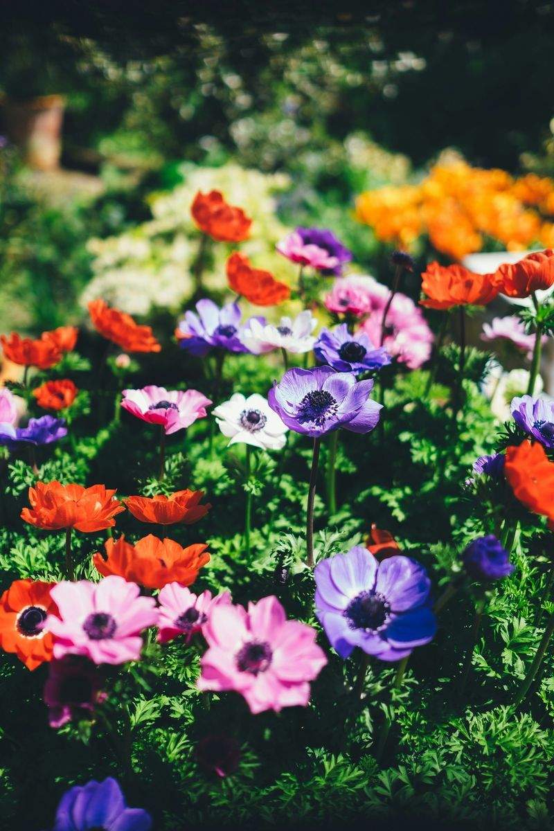 Lawn care and edging